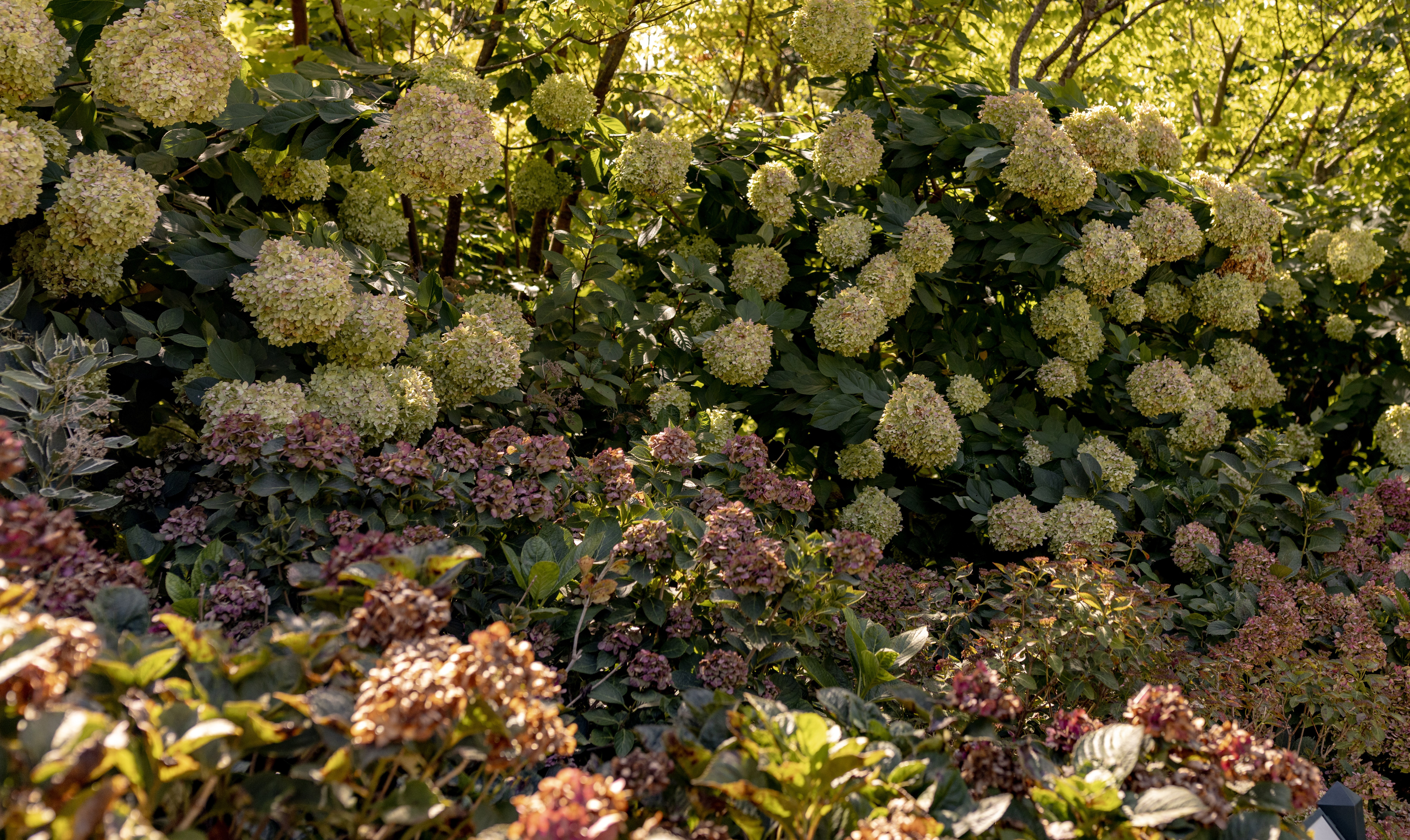 Hydrangeas in a layered residential garden planting